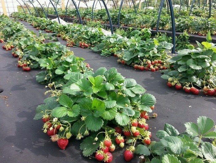 Как добиться богатого урожая клубники: три основных правила и одна непреложная аксиома