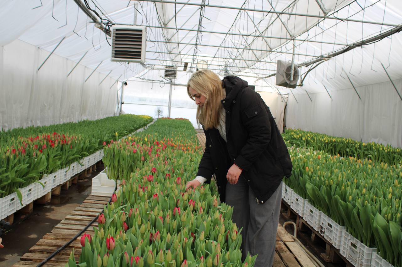 В фермерском хозяйстве в Лежневском районе вырастили 60 тысяч тюльпанов к 8 Марта В фермерском хозяйстве в Лежневском районе вырастили 60 тысяч тюльпанов к 8 Марта