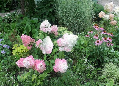 Как создать гармоничный сад: секреты выбора растений