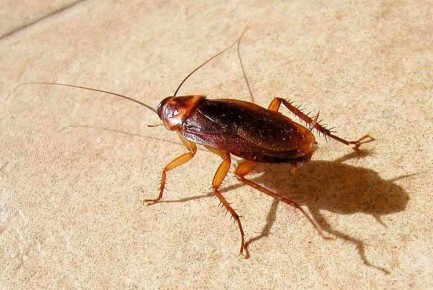 ��� ���������� �� ��������� � ������� ������� �������