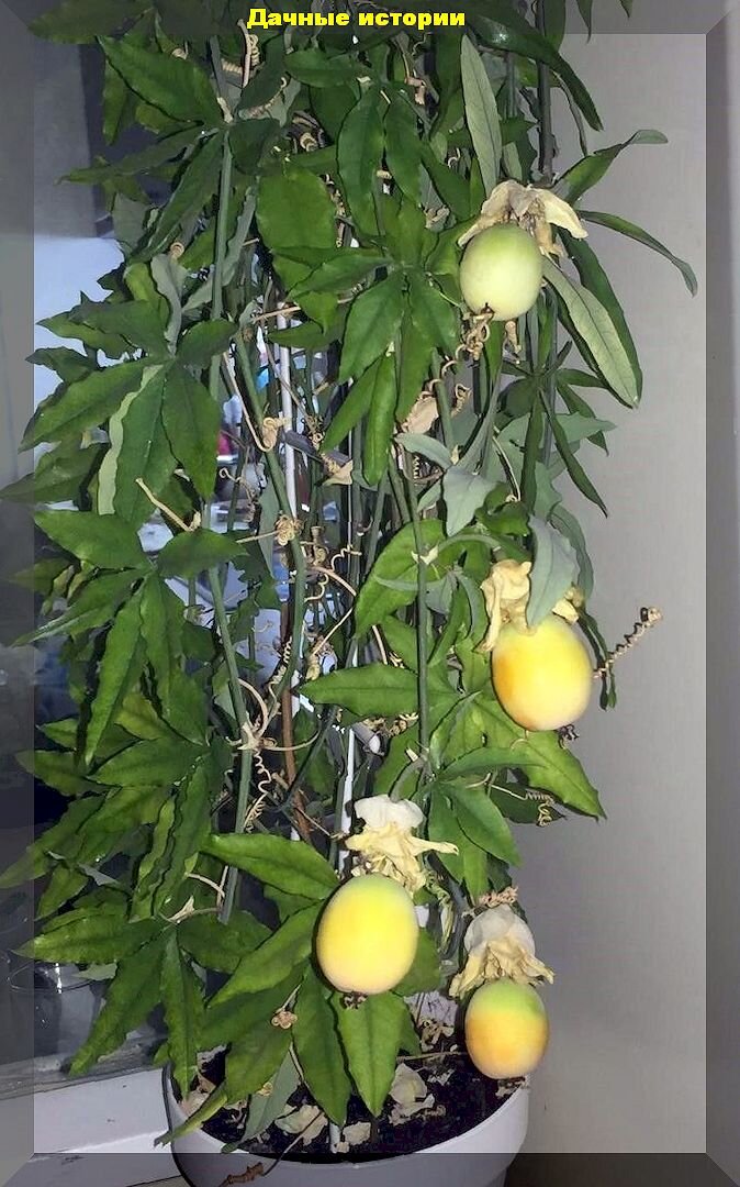 Как сделать зимовку комнатных растений комфортной: советы и секреты ухода