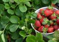 Агроном раскрывает секреты лучших сортов земляники