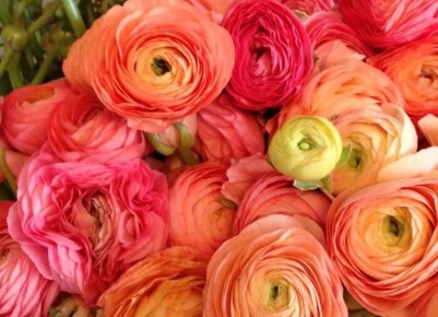 ����������: ������������ ������ � ���������� ��������