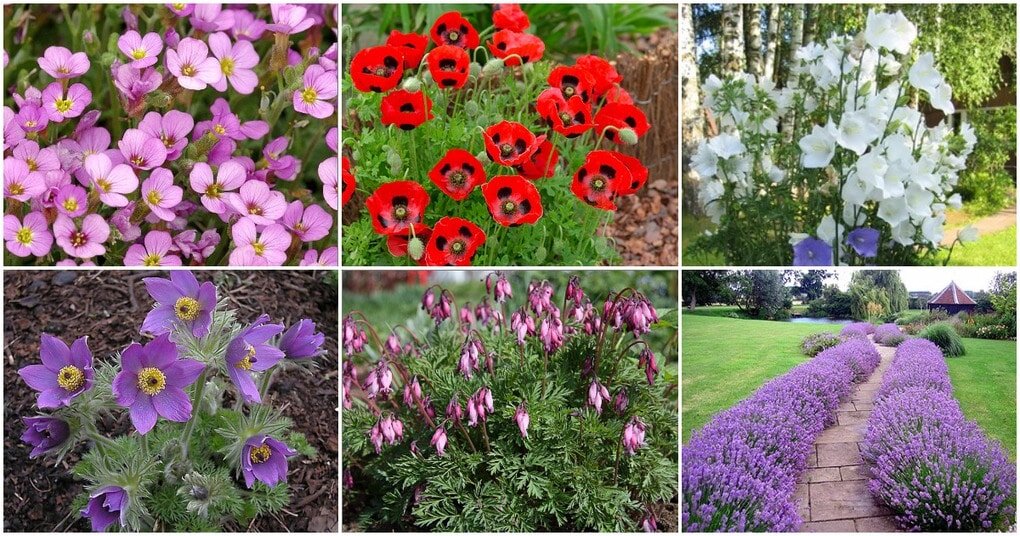 Как выбрать многолетники для зимнего посева на вашем участке