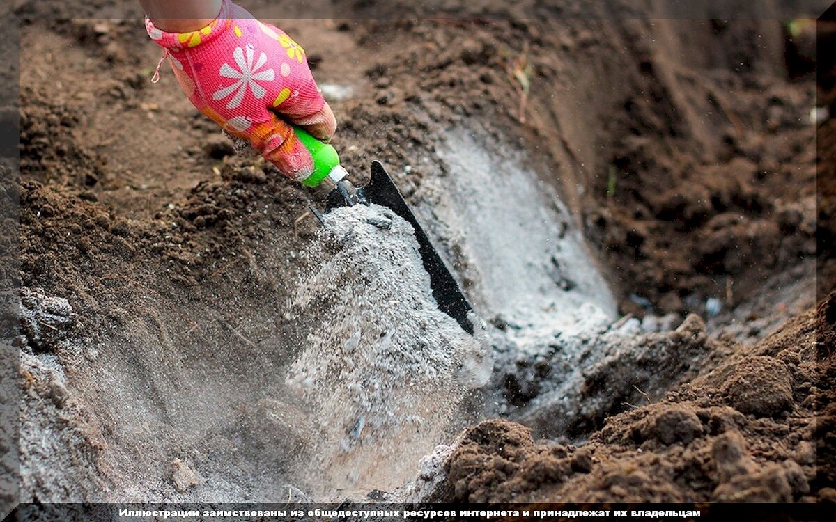 Как подготовить почву к зиме: советы для садоводов