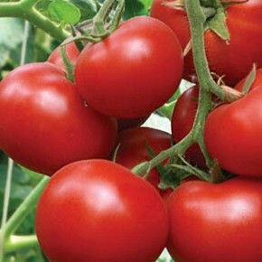 ����� ���������� �����������������: ������� �������� �������� ������