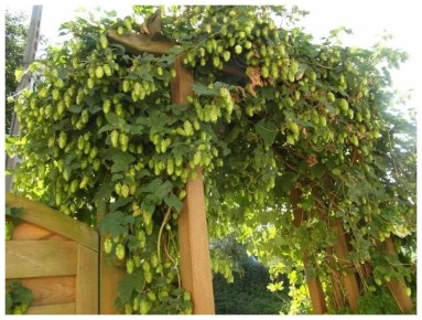 Растения, от которых лучше отказаться в своём саду