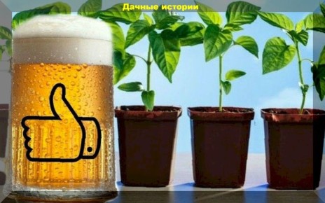 Пивная подкормка для рассады: недорогой способ получить здоровые растения
