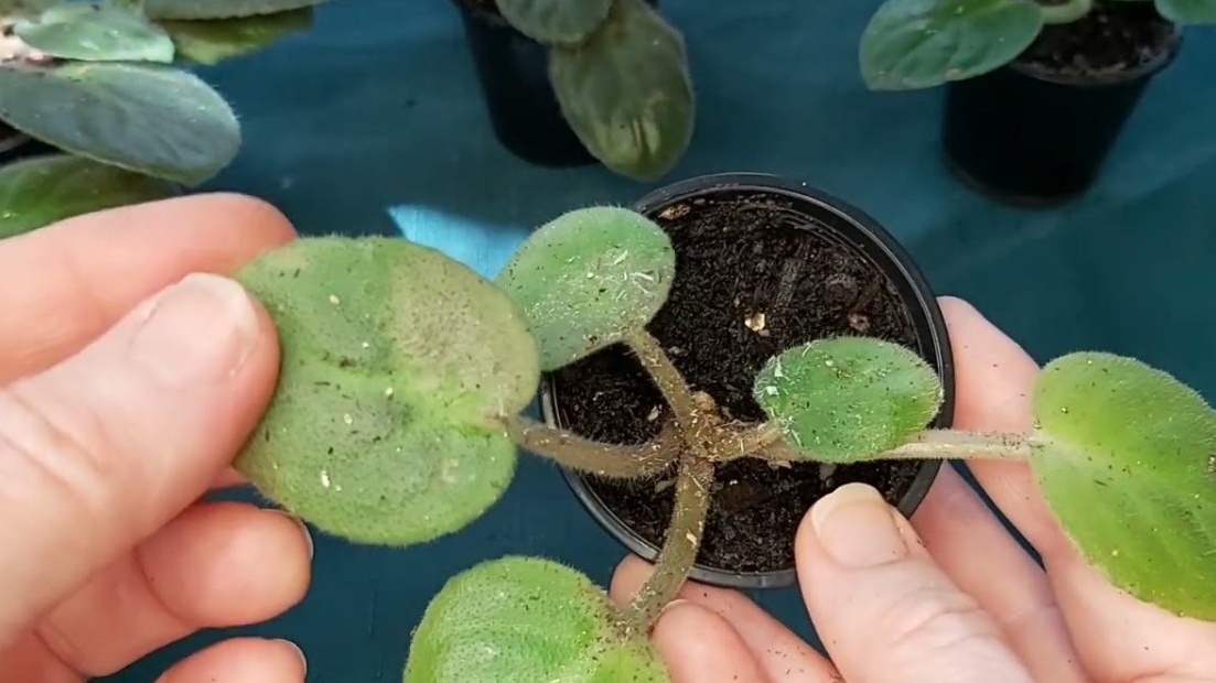 Неожиданные результаты испытания ловушек для комнатных растений