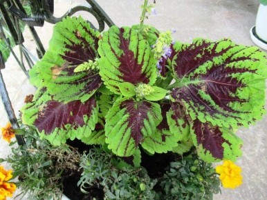 ��������� ����������� �� ������ ����� �������