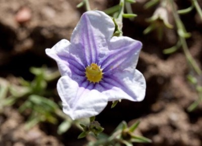 ���-3 ������������ ������ ��� ������ ����