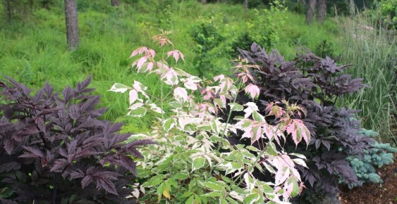 Розовая палитра: самые интересные кустарники для вашего сада