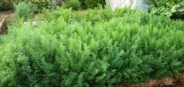 ��� ��������� ���������� ����� ������: ������ � ������������