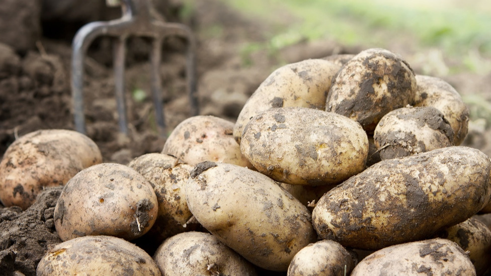 Секрет крупного картофеля: дедовский метод прищипывания за 30 секунд