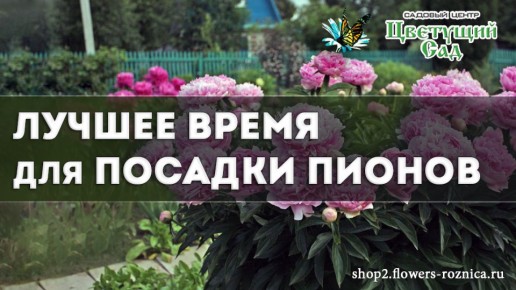 ������ ����� ��� ������� ������: ������ �� ������ ����� � �����