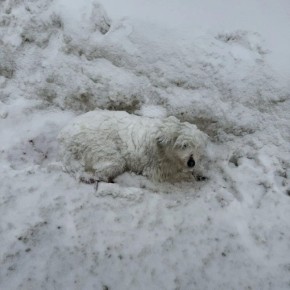 Сотрудники ДПС спасли раненое животное в Ивановской области
