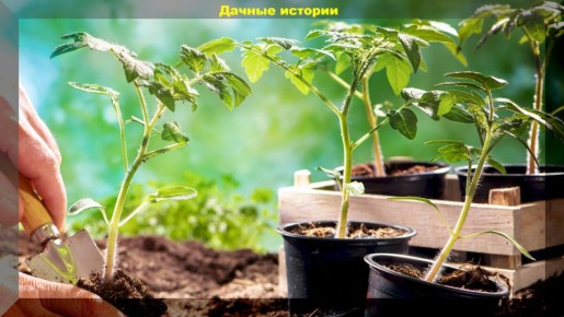 Советы по выращиванию томатов: от выбора сортов до сбора урожая