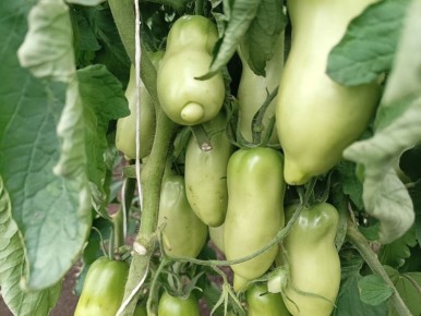 ��� ��������� ������ ������� � �������� ����: ����������� ������ � ������