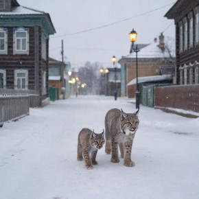 � �������� ���������� ������� �������� ����� ���� � ����������