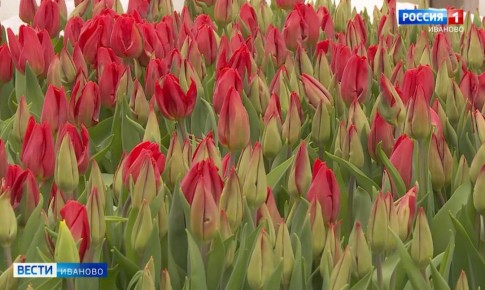 Спрос на цветы в Ивановской области вырос в 5-10 раз