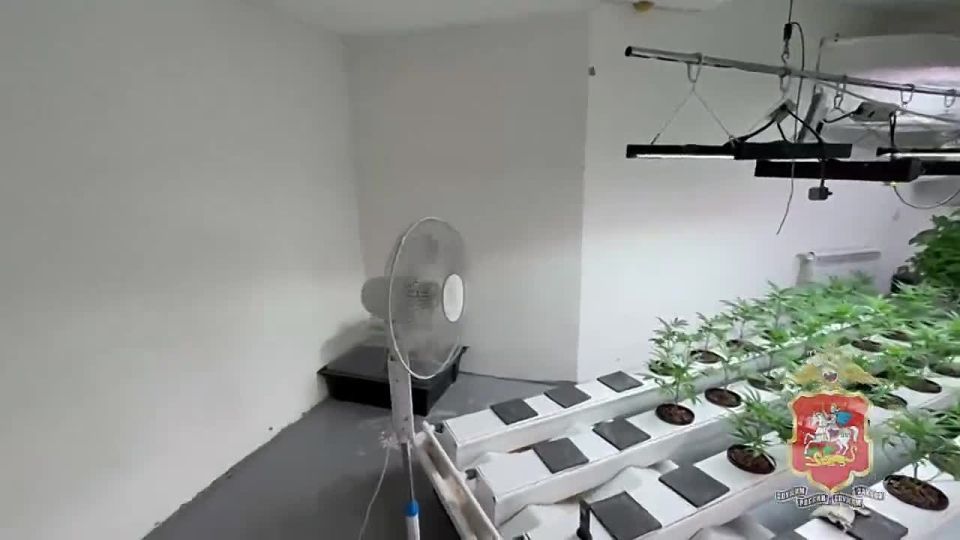 Наркоагроном, вырастивший в частном доме более ста кустов конопли, заключён под стражу в Подмосковье