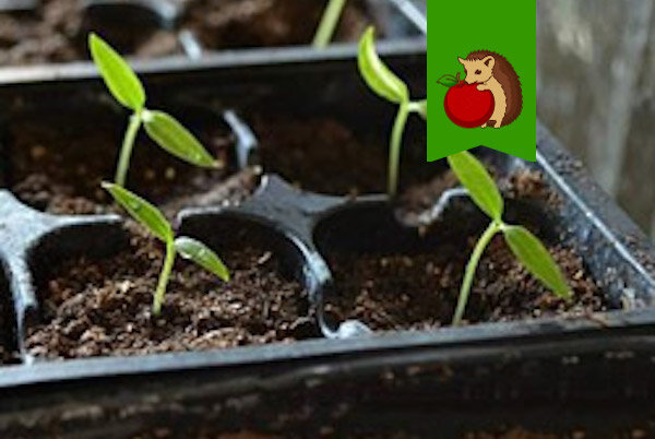 Как вырастить крепкие перцы: секреты успешной рассады