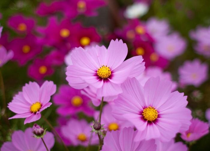 Солнечные фавориты: растения для светлых уголков вашего сада