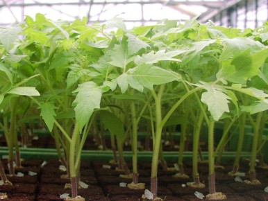 ����������� ��� ��� ����� �������: ��� ������ ���������� ���������� ��������