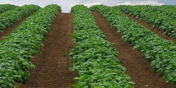 Как вырастить картофель по голландской технологии на даче