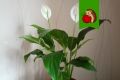 Как позаботиться о спатифиллуме в марте для активного роста и цветения