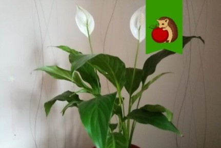 Как позаботиться о спатифиллуме в марте для активного роста и цветения