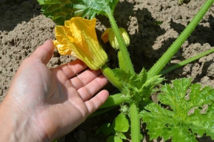 ��� ��������� ������ �������: ������� ��������� �����