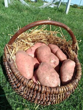 ��������� ������: ����������� ����, ������� ������� ������