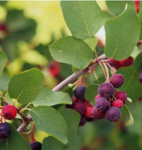 Варенье из ирги