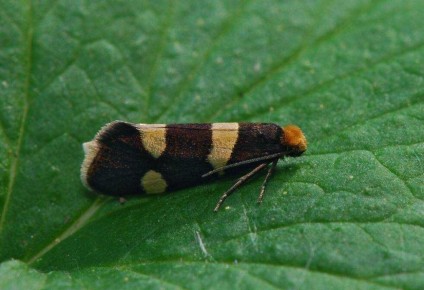 Весенние угрозы для смородины: как защитить растения от вредителей