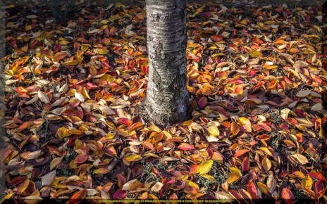 ��� ���������� ������������ ������� ������ ��� ������ ����