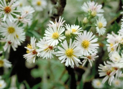 �������� ���������� �����: ����� ������� � ������� ����