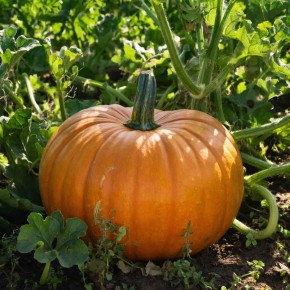 ������� �������� ������ ������: 13 ��������� ������ ��� ������ ����