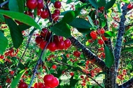 ���������� ����� ����: ��� ��������� � ��� ��� �������������� ��� ���������