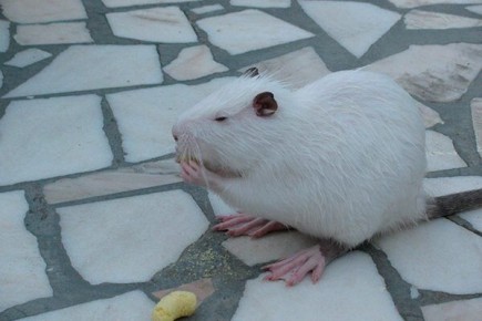 Очарование итальянской белой нутрии: чем она примечательна?