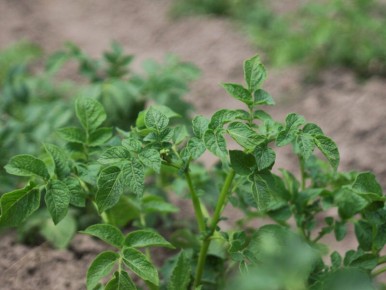 ��� ��������� ���������� ��������� �� ����� � ��� �� ������: ������ � ������������