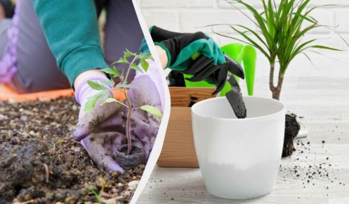 ������� �� ����: ��� ������ �������� � �����