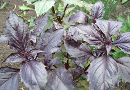 ����� ��� ������� � ��������: �������� ������� ������ ����