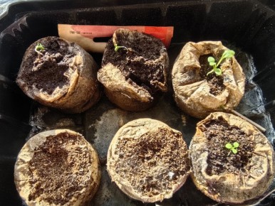 Как вырастить петунии быстро и без труда: доказанный метод