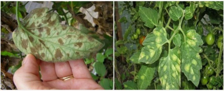 ������, ���������� ������� �� ������ ��� ����� ��������