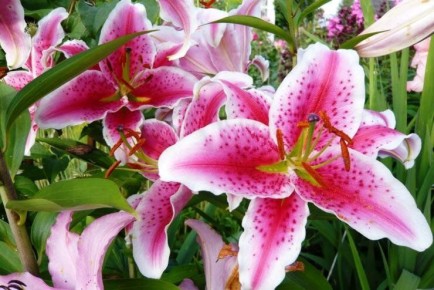 Восточные лилии: как создать красоту и уют в вашем саду