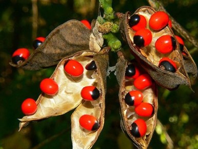 Чётки из абруса: опасная красота, которая угрожает жизни