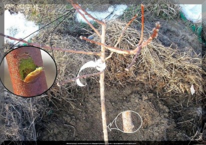 Как пробудить саженец плодового дерева: полезные советы для садоводов