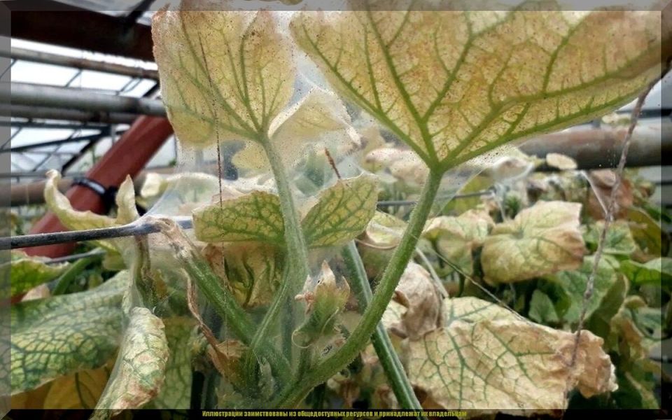 ��� ���������� ���������� �� ���������� ����� �� �������: �������� ������ � ������