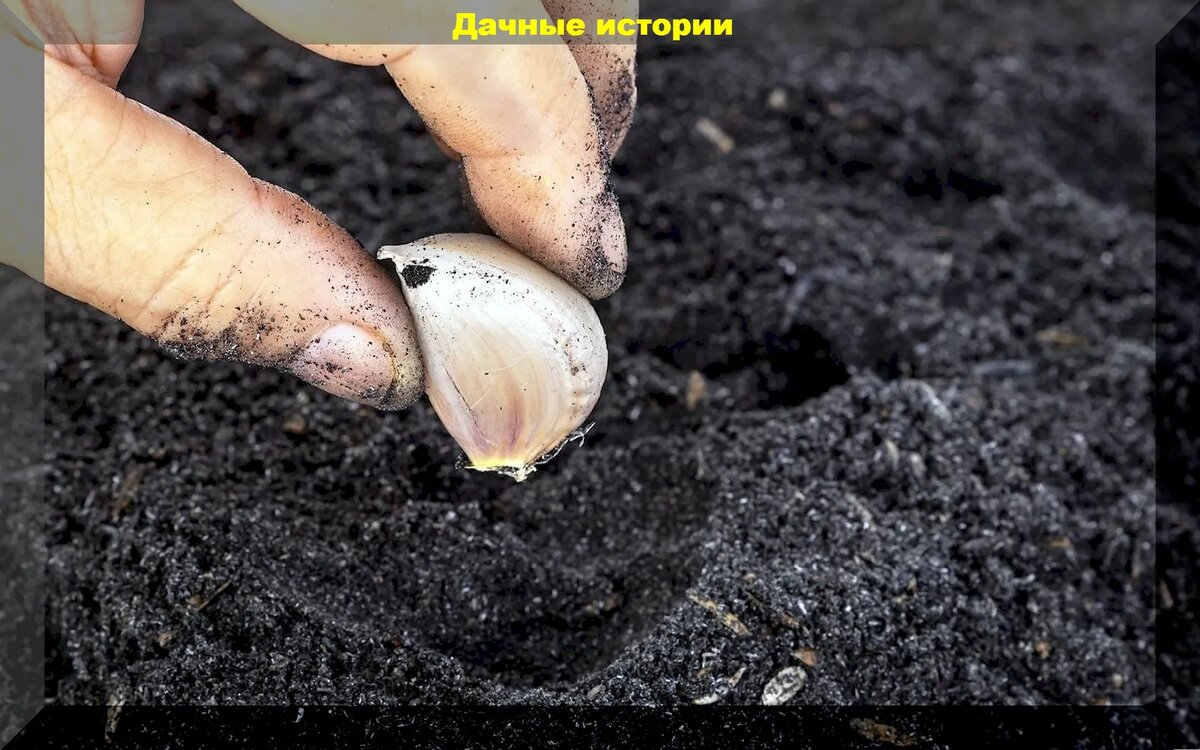 Как добиться здорового урожая озимого чеснока: советы и рекомендации